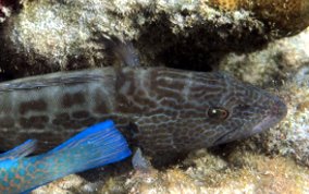 Black Grouper -Mycteroperca bonaci - Caribbean Fish Identification