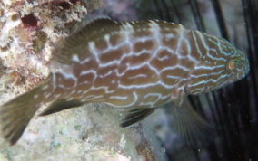 Black Grouper -Mycteroperca bonaci - Caribbean Fish Identification