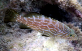 Black Grouper -Mycteroperca bonaci - Caribbean Fish Identification