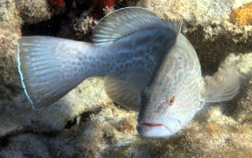Black Grouper -Mycteroperca bonaci - Caribbean Fish Identification