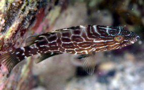 Black Grouper -Mycteroperca bonaci - Caribbean Fish Identification