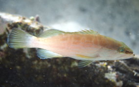 Black Grouper -Mycteroperca bonaci - Caribbean Fish Identification
