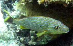 Bluestriped Grunt