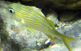 French Grunt - Haemulon flavolineatum