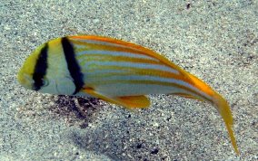 Porkfish - Anisotremus virginicus