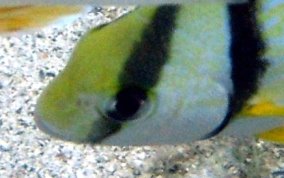 Porkfish - Anisotremus virginicus