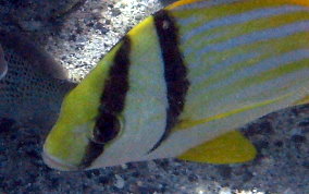 Porkfish - Anisotremus virginicus