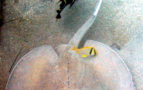 Porkfish - Anisotremus virginicus