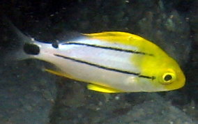 Porkfish - Anisotremus virginicus