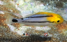 Porkfish - Anisotremus virginicus