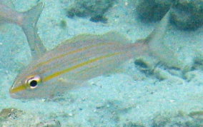 Tomtate Grunt - Haemulon aurolinaeatum
