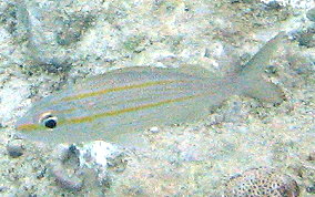 Tomtate Grunt - Haemulon aurolinaeatum