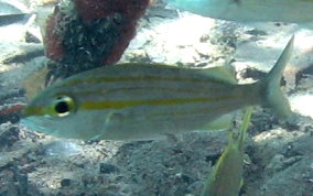 Tomtate Grunt - Haemulon aurolinaeatum