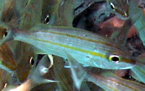 Tomtate Grunt - Haemulon aurolinaeatum
