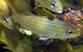 Tomtate Grunt - Haemulon aurolinaeatum
