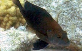 Tan Hamlet - Hypoplectrus randallorum