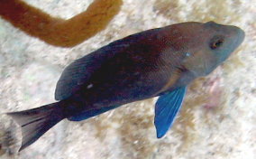Tan Hamlet - Hypoplectrus randallorum
