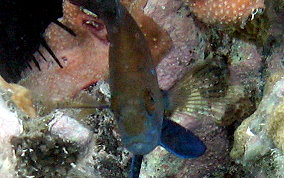 Tan Hamlet - Hypoplectrus randallorum