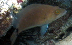 Tan Hamlet - Hypoplectrus randallorum