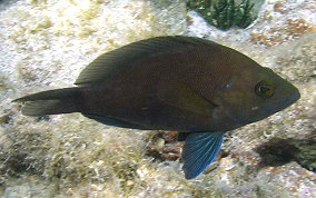 Tan Hamlet - Hypoplectrus randallorum