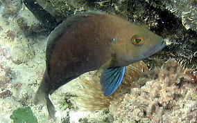 Tan Hamlet - Hypoplectrus randallorum