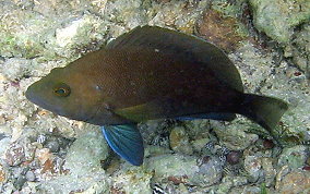 Tan Hamlet - Hypoplectrus randallorum