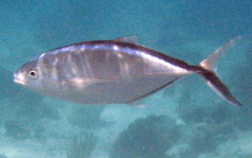 Bar Jack - Caranx ruber