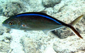 Bar Jack - Caranx ruber