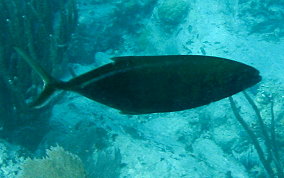 Bar Jack - Caranx ruber