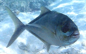 Bar Jack - Caranx ruber