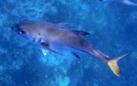 Horse Eyed Jack - Caranx latus