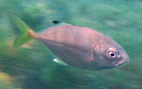 Horse Eyed Jack - Caranx latus