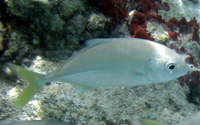 Horse Eyed Jack - Caranx latus