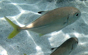 Horse Eyed Jack - Caranx latus