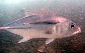 Horse Eyed Jack - Caranx latus