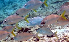 Horse Eyed Jack - Caranx latus