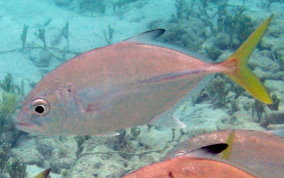 Horse Eyed Jack - Caranx latus