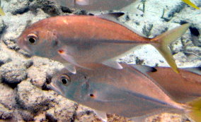 Horse Eyed Jack - Caranx latus