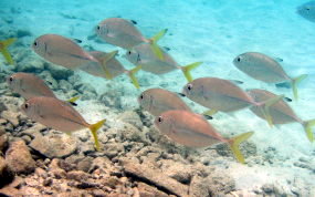 Horse Eyed Jack - Caranx latus