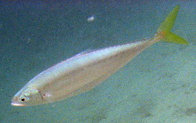 Leatherjacket Jack - Oligoplites saurus