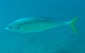 Leatherjacket Jack - Oligoplites saurus