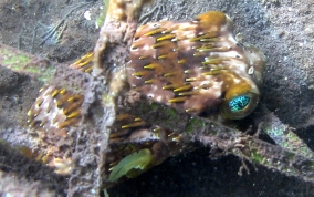 Balloonfish - Diodon holocanthus