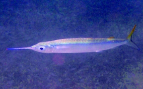 Ballyhoo
