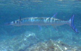 Flat Needlefish - Ablennes hians