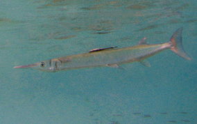 Flat Needlefish - Ablennes hians