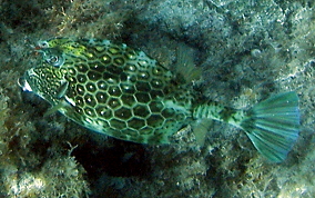 Honeycomb Cowfish - Acanthostracion polygonia