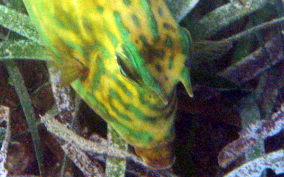 Scrawled Cowfish - Acanthostracion quadricornis