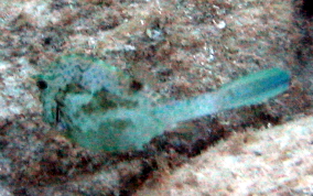 Scrawled Cowfish - Acanthostracion quadricornis