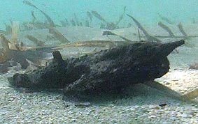 Shortnose Batfish - Ogcocephalus nasutus