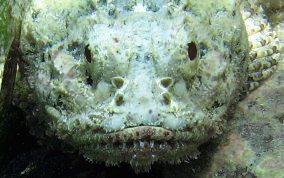 Spotted Scorpionfish - Scorpaena plumieri